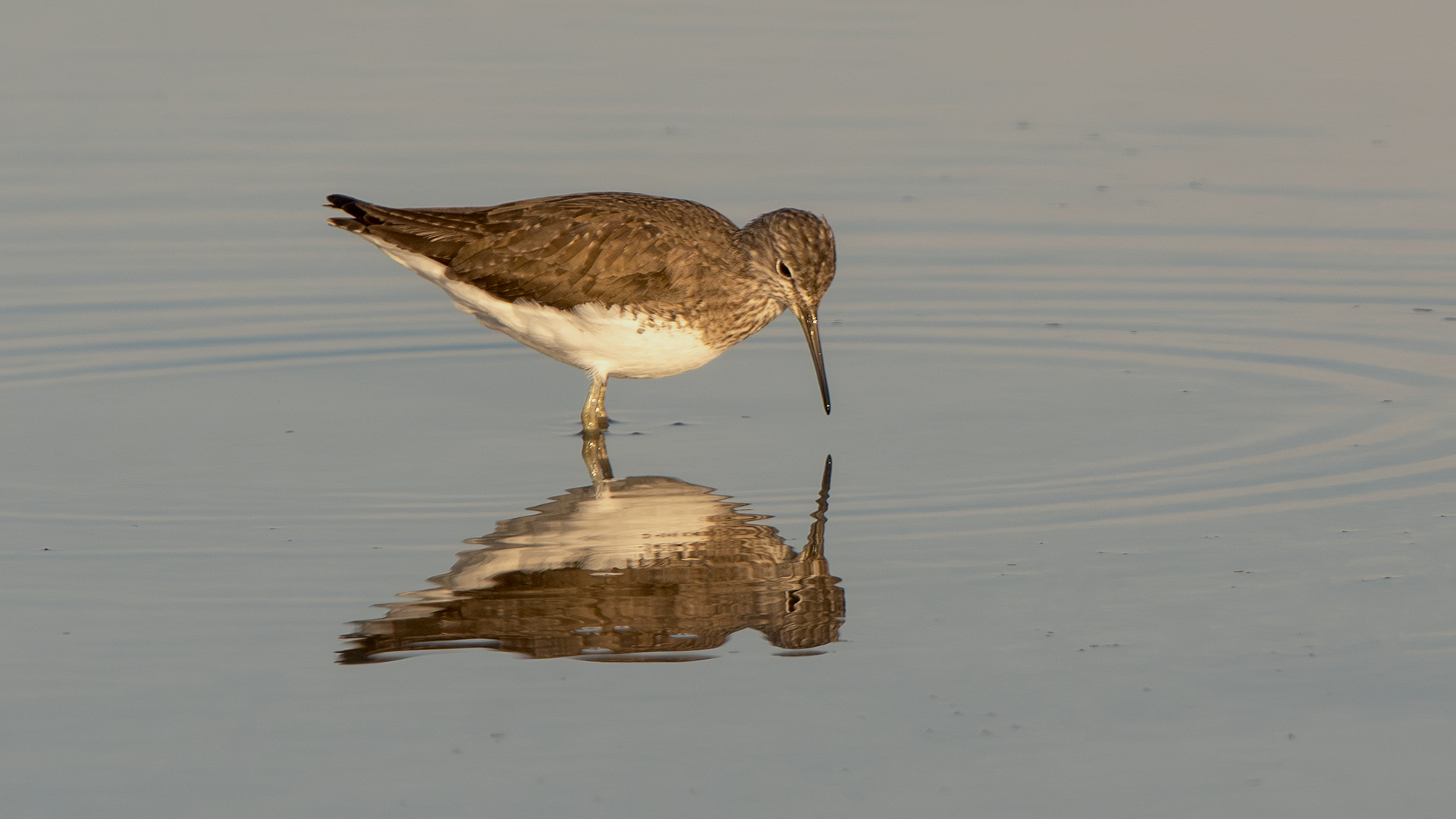 Green Sandpiper — Ana fotoğraf